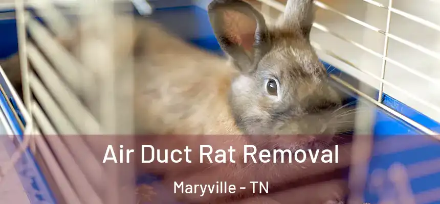 Air Duct Rat Removal Maryville - TN